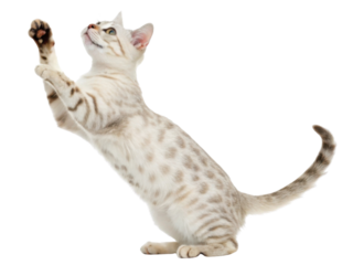 Playful bengal cat with spotted fur and stripes is captured mid jump showing its energetic and curious nature in this lively pose