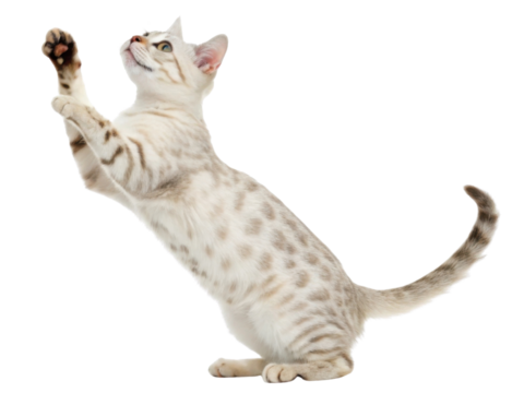 Playful bengal cat with spotted fur and stripes is captured mid jump showing its energetic and curious nature in this lively pose