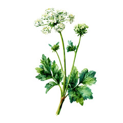 Parsley Flower, watercolor painting, vector illustration, isolated on a white background.