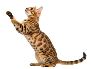 Fototapeta premium Bengal cat with spotted fur pattern reaching up with paws showing playful and curious behavior in side profile pose