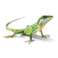 Anole, watercolor painting, vector illustration, isolated on a white background.