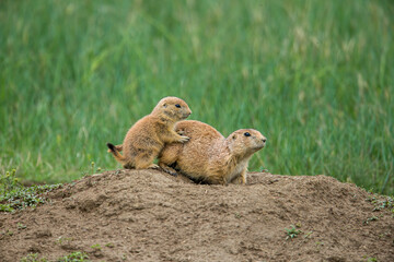 Black-tailed Prairie Dog taken in North Dakota