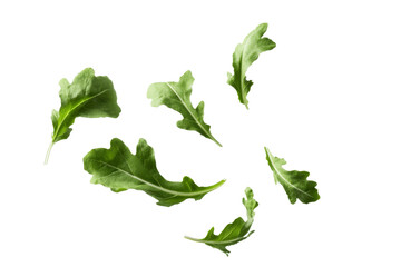 Falling fresh green arugula leaves leaves isolated on transparent background