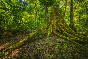 A towering kapok tree in the Amazon rainforest, surrounded by dense greenery and smaller plant species