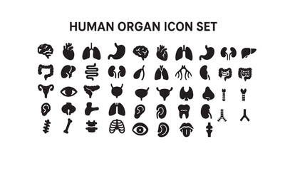 Human organ,angan,anatomy 30 icon 