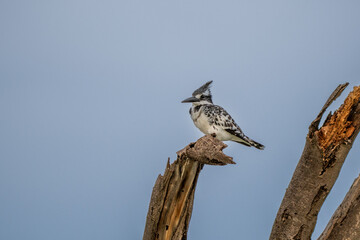 Pied kingfisher (Ceryle Rudis) is sitting on branch, looking out, Kosi Bay Nature Reserve, iSimangaliso Wetland Park, KwaZulu-Natal, South Africa