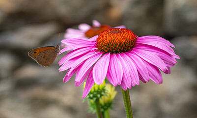 maniola jurtina gatekeeper meadow brown butterfly on echinacea purpurea bossom