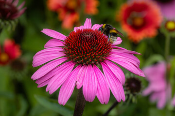 white-tailed bumblebee bombus magnus on a echinacea purpurea pink cornflower blossom