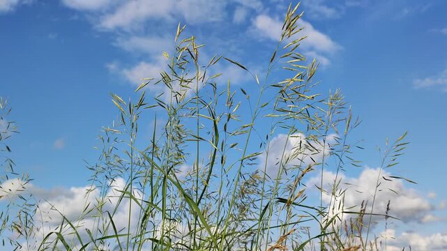 grass swaying in the wind on a warm summer day