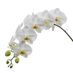 Delicate white orchid flowers isolated on transparent background