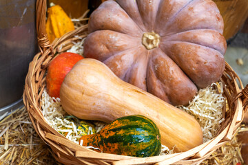 Various varieties of pumpkins and squash in woven basket. Autumn harvest