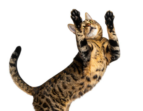 Standing Tabby Cat Batting at Floating Object, Dynamic Wildlife PNG