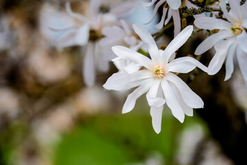 White blossom of a magnolia stellata