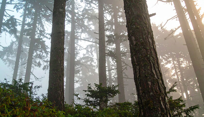 Obraz premium Sunlit Forest with Atmospheric Fog and Tree Trunks