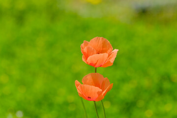 Obraz premium 新緑の中で咲くオレンジ色のポピーの花