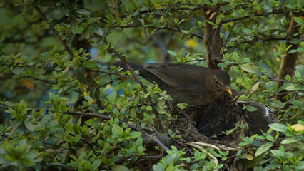 Blackbird nest 4K