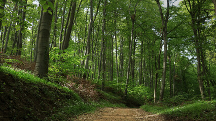 Beautiful forest path 8K