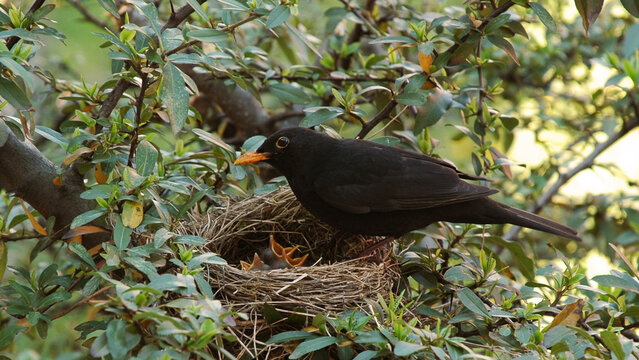 Blackbird with its chicks in the nest 4K