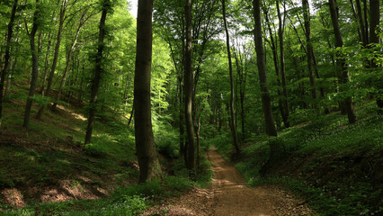 Obraz premium Beautiful forest path 8K