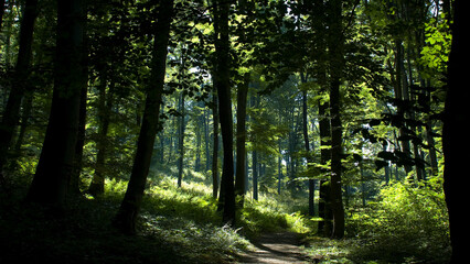 The multi-colored green of summer 4K