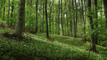 Fototapeta premium Wildflower spring forest 8K