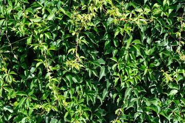 Vibrant green foliage thriving under the warm sun
