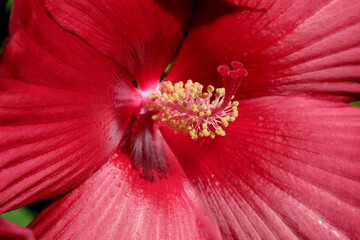 Vibrant red hibiscus flower captivating nature lovers in bloom © aviavlad