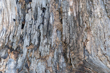 Textured wooden bark reveals nature's intricate patterns