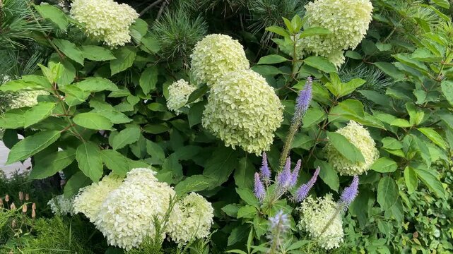 Hydrangea flowers and green leaves with purple spikes in garden setting, vibrant natural background