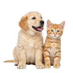 Golden retriever puppy and tabby kitten friends isolated on transparent background