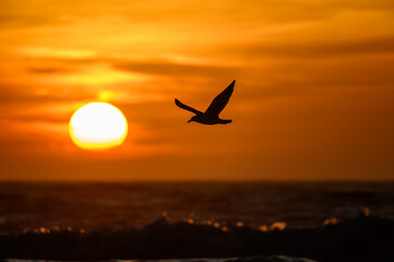 Möwe im Sonnenuntergang
