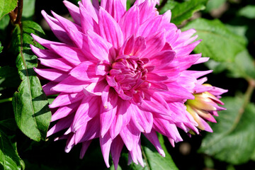 Fototapeta premium Vibrant pink dahlia blooming in a sunny garden setting this summer