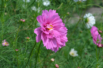 Obraz premium Blooming pink flower shines brightly in a lush garden setting