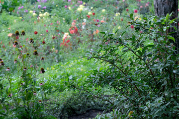 Vibrant wildflowers sway gently in a lush countryside garden