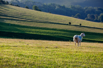 Fototapeta premium sheep in green grassy meadows of south devon