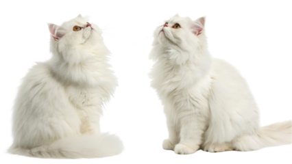 Fluffy white Persian cat with long fur and bright eyes sitting and looking up with curious expression in isolated background