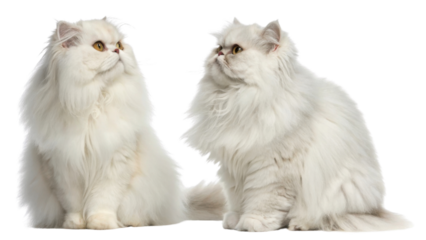 Fluffy white Persian cat with golden eyes sitting and looking up with soft fur and calm expression in bright setting