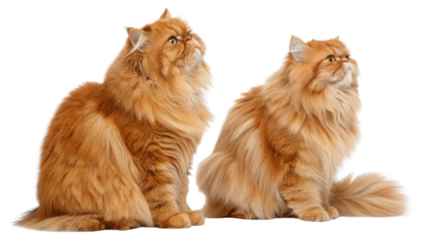 Persian cat with long fluffy orange fur sitting and looking up with curious expression showing soft thick coat and bright eyes