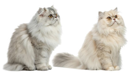 Persian cat with long fluffy fur sitting side by side showing soft cream and gray colors with bright eyes and calm expression