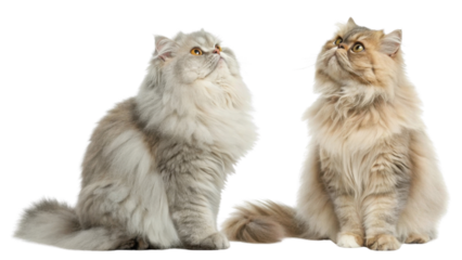 Fluffy Persian cat with long fur sitting and looking up with curious eyes showing soft texture and gentle expression in warm light