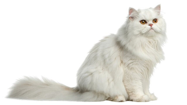 Fluffy white Persian cat with bright amber eyes sitting calmly showing its long fur and bushy tail in relaxed pose