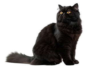 Black Persian cat with long fur and bright yellow eyes sitting and looking up with calm and curious expression in studio setting