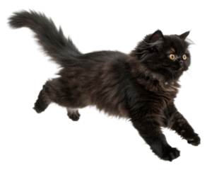 Black Persian cat with fluffy fur and bright eyes running energetically showing its playful and lively nature in motion