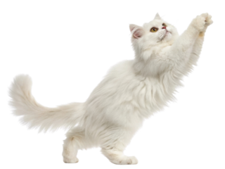 Fluffy white Persian cat stretching its paw upward with bright eyes and soft fur showing playful and curious nature in clean background