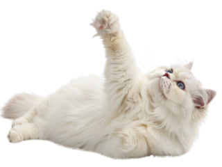 Fluffy Persian cat with blue eyes lying on its side reaching up with paw showing soft white fur and playful expression
