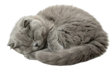 Sleeping Persian cat curled up with soft fluffy fur and peaceful expression in cozy resting position