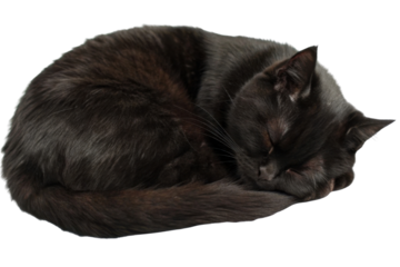 Sleeping Persian cat curled up with soft fur and peaceful expression resting quietly on dark surface