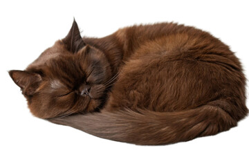 Sleeping brown persian cat curled up peacefully with soft fur and closed eyes showing calm and comfort