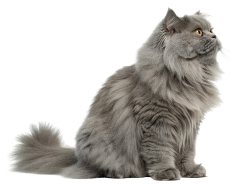 Fluffy gray Persian cat with long fur and bright eyes sitting calmly showing its elegant profile and soft texture