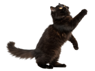 Black persian cat with fluffy fur and bright eyes reaching upward in playful motion